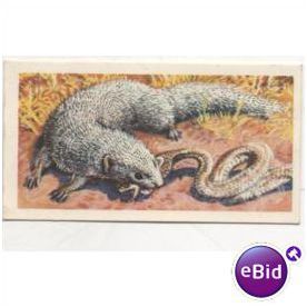 1962 Brooke Bond Tea card Asian Wild Life No.17 INDIAN MONGOOSE