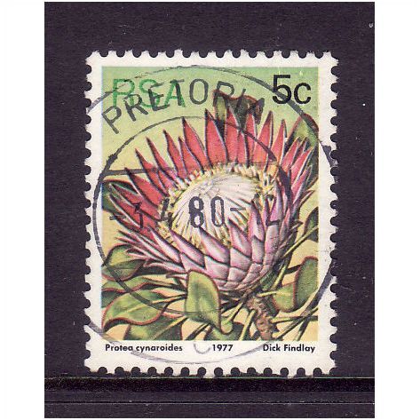 SOUTH AFRICA 1981 5c CYNAROIDES SG 418 FINE USED #2