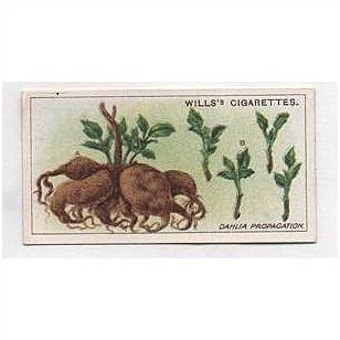 1923 Wills Cigarette card Gardening Hints 9 Dahlia Propagation