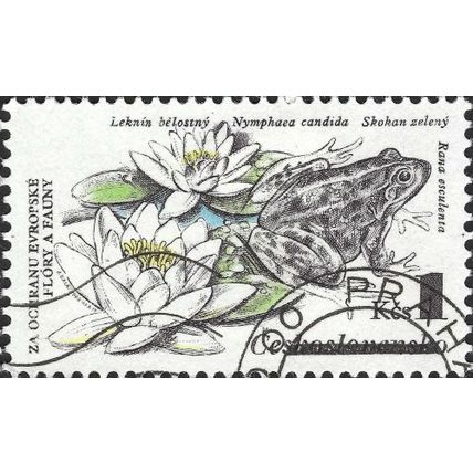 CZECHOSLOVAKIA, AMPHIBIAN, Green frog, Rana esculenta, white green 1983, 1Kcs
