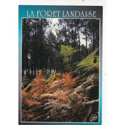 Foret Landaise France Postcard used VGC