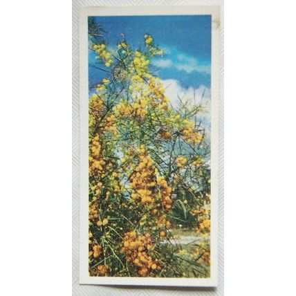 Lyons Tea card Australia No. 28 Wattle