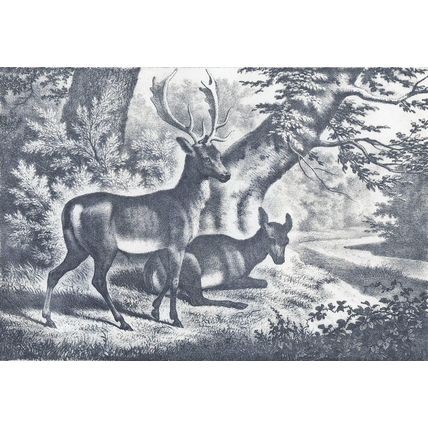 FALLOW DEER - BUCK & DOE 1890 Field Sports VICTORIAN ENGRAVING