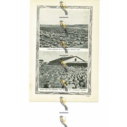 Agricultural Life, Canada (4), More On Reverse, Book Illustration (Print), 1909