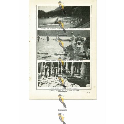 Salmon Fishing In Canada, Book Illustration (Print), 1909