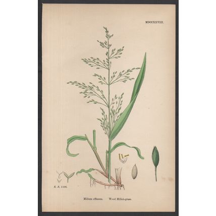 WOOD MILLET-GRASS 1872 John Edward Sowerby PLANT PRINT