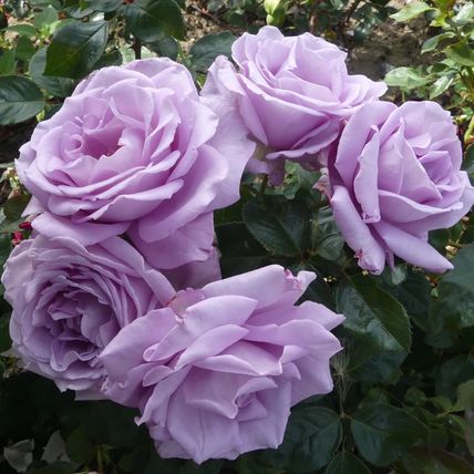 Rose Plant in Pot 'Blue Moon' Hybrid Tea Garden Shrub 4L