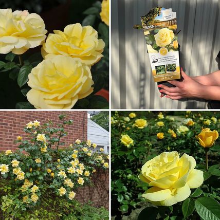 Rose Plant in Pot 'Arthur Bell' Floribunda Flowering Bush Garden Ready Shrub 4L