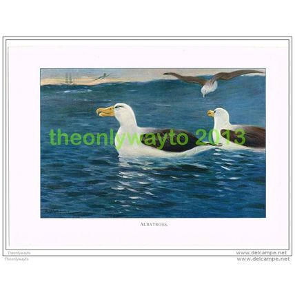 ALBATROSS, BOOK ILLUSTRATION (PRINT), LYDEKKER, c1916, Book Illustration