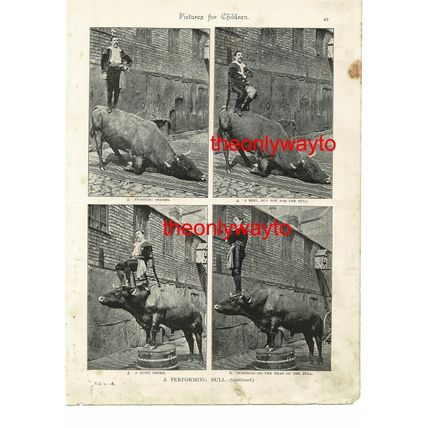 PERFORMING BULL (2), SPAIN, Book Illustration (Print),1895