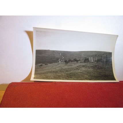 PONIES ON DARTMOOR vintage photograph 1930s =