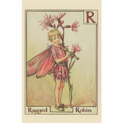 Ragged Robin Fairy from Flower Fairies 1930s Book Postcard