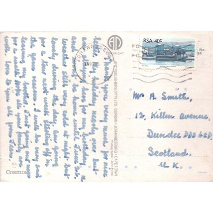 South Africa postcard of Cosmos flowers