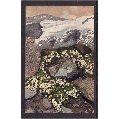 FLOWERS POST CARDS - ANDROSACE HELVETICA - NICE COLOURED PICTURE - UNUSED
