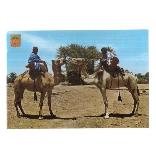CAMELS AND RIDERS , MOROCCO unused vintage postcard 1988 =