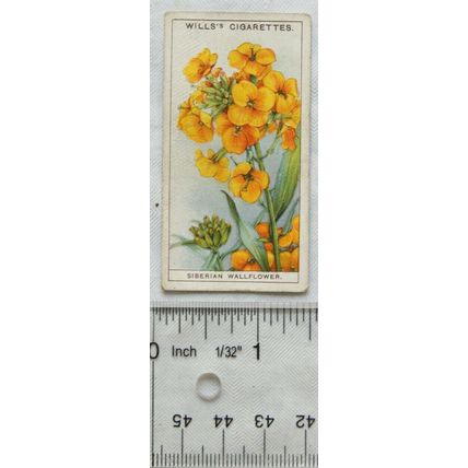 1933 Wills Garden Flowers No. 39 Siberian Wallflower