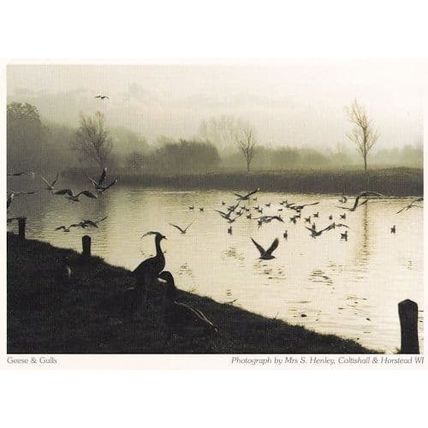 Coltishall Horstead Norfolk Geese Gulls Birds at Dusk Postcard