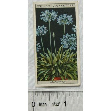 1925 Wills Flower Culture in Pots No. 2 Agapanthus