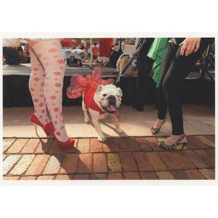 Bulldog Pet Dog Christmas Fashion Show Palm Beach Award Postcard