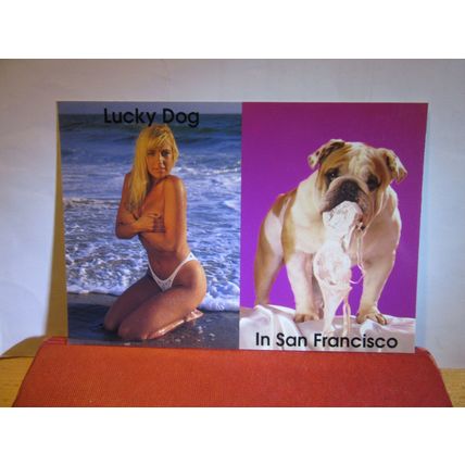 A LUCKY DOG IN SAN FRANCISCO, BIKINI GIRLS, USA unused postcard #