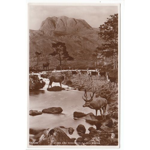 Stags and Hinds near Loch Maree Ross and Cromarty J B White Postcard A1694