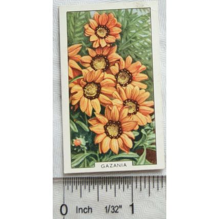 1938 Gallaher's Garden flowers No. 24 Gazania