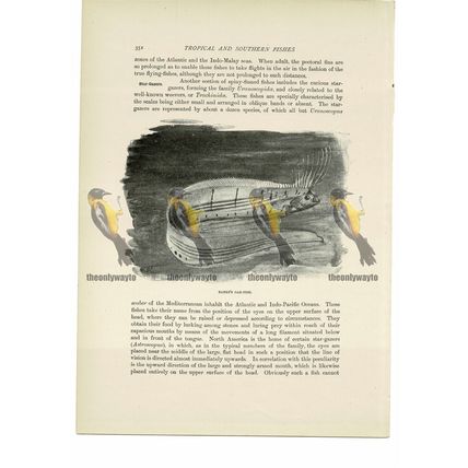 Bank's Gar-Fish, Animal Book Illustration (Print), c1916