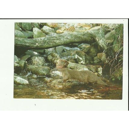 Animals OTTER Postcard (Dennis G032083L)