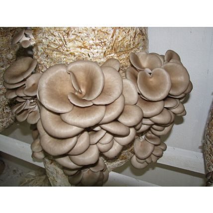 2 x Seeds Mushroom OYSTER concentrated Mycelium Spawn Dried NEW*30g./1oz.