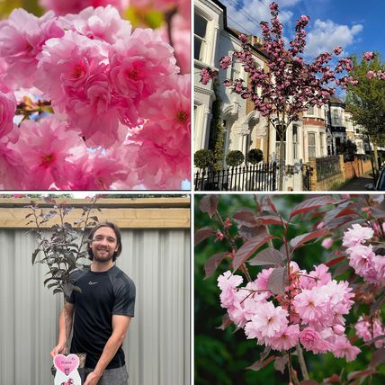 Cherry Blossom Tree Plant Dwarf Japanese Patio 'Royal Burgundy' Garden Ready