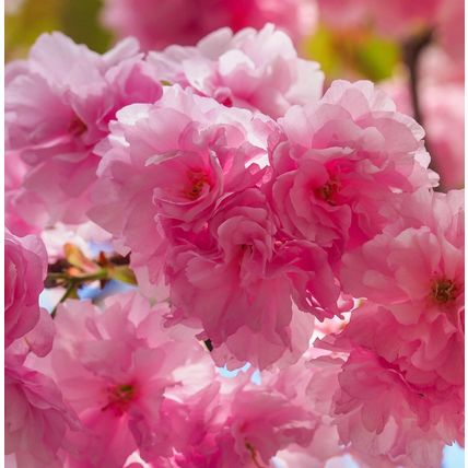 Cherry Blossom Tree Plant Dwarf Japanese Patio 'Royal Burgundy' Garden Ready