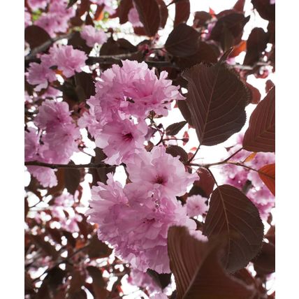Cherry Blossom Tree Plant Dwarf Japanese Patio 'Royal Burgundy' Garden Ready