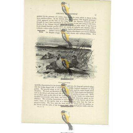 Pallas's Sand-Grouse, Animal Book Illustration (Print), c1916
