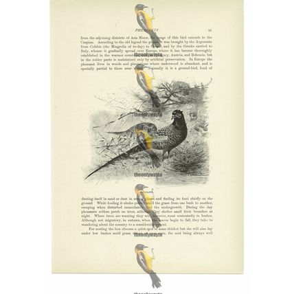 Pheasants, Animal Book Illustration (Print), c1916