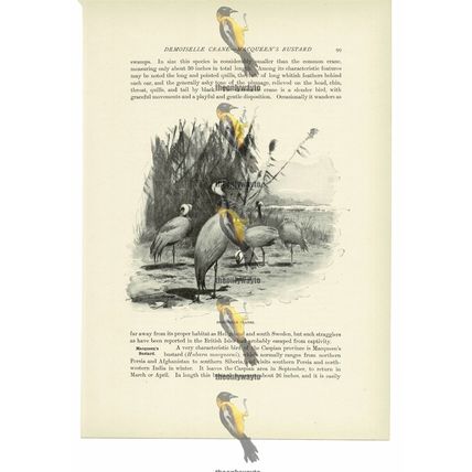 Demoiselle Cranes, Animal Book Illustration (Print), c1916