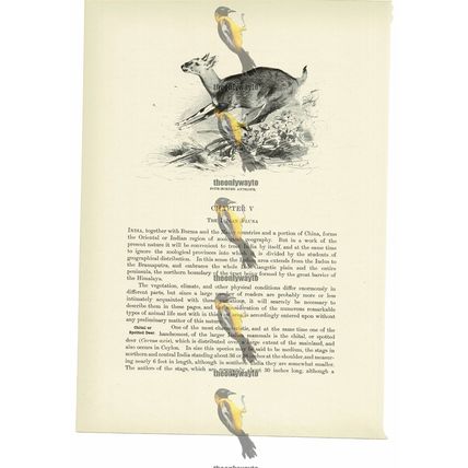 Four Horned Antelope, Animal Book Illustration (Print), c1916