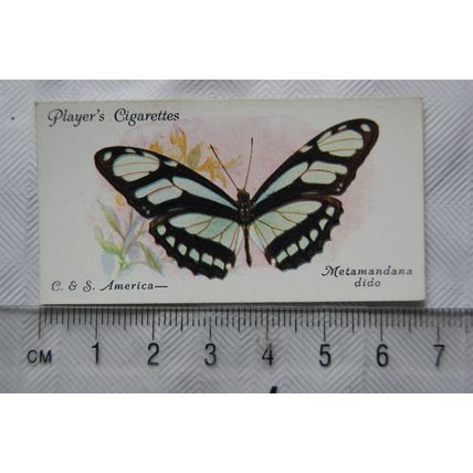 1932 John Player & Sons Butterflies No. 31 Central & S America, Metamandana dido