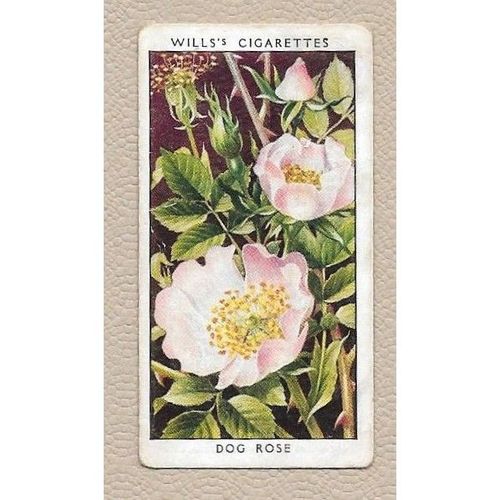 1936 WILLS Cigarette card WILD FLOWERS 1st series No.34 Dog Rose
