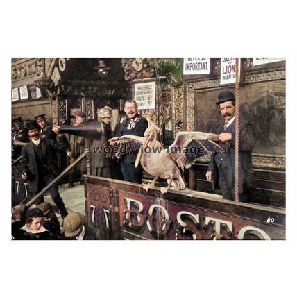 ptc2410 - Yorks. - Pelican from Bostock/Wombwells Menagerie Hull Fair, print 6x4