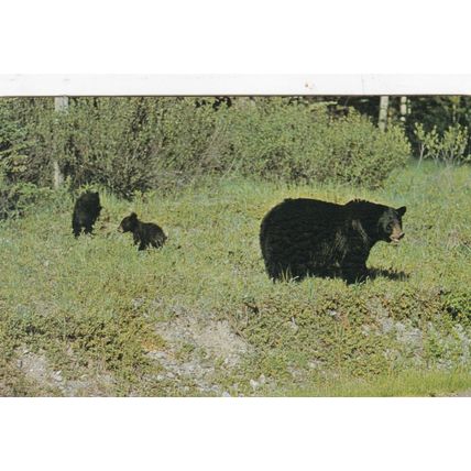 Mother Black Bear and Cubs Postcard 1970 posted VGC