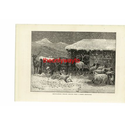 Mountaineers (Animals) Seeking Shelter From Snowstorm, Book Illustration, 1890