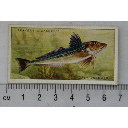 1935 Players Sea Fishes No. 39 Grey Gurnard