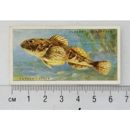 1935 Players Sea Fishes No. 40 Father-Lasher