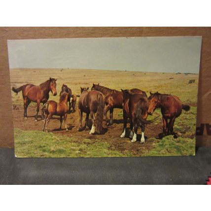 WEST COUNTRY PONIES used postcard 1968 pm =