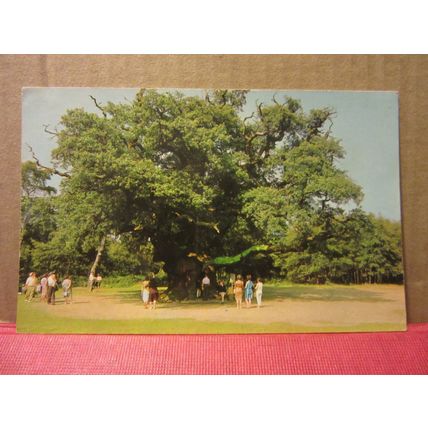 MAJOR OAK, SHERWOOD FOREST, NOTTINGHAM used postcard 1970 pm =