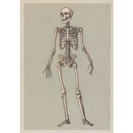 Adult Skeleton Front View Anterior Postcard