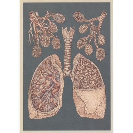 Alveoli Lungs Bronchioles Blood Supply Morbid Human Body Postcard