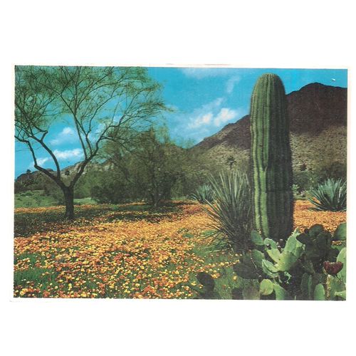 DESERT POPPIES vintage unused postcard. South western Desert, Arizona =