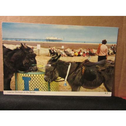 LEARNER DONKEYS ON THE SANDS used postcard by Bamforth 1979 pm #
