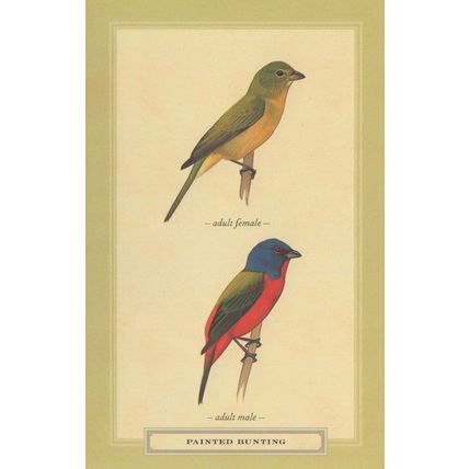 Painted Bunting Adult Male Female Bird Stunning Postcard